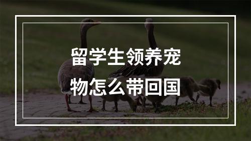 留学生领养宠物怎么带回国