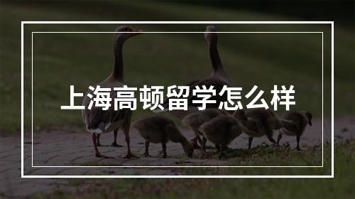 上海高顿留学怎么样