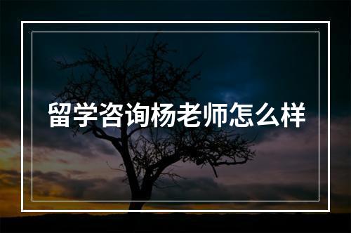 留学咨询杨老师怎么样