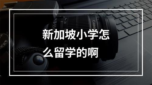 新加坡小学怎么留学的啊