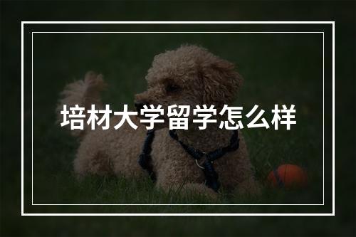 培材大学留学怎么样