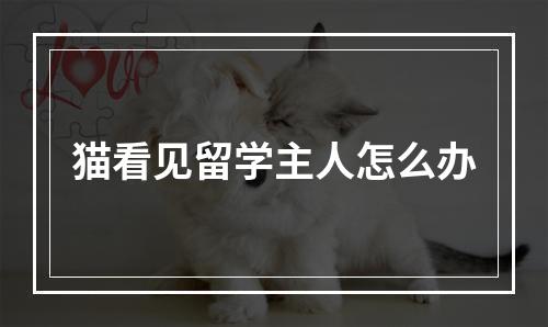 猫看见留学主人怎么办