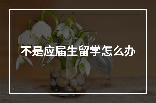 不是应届生留学怎么办