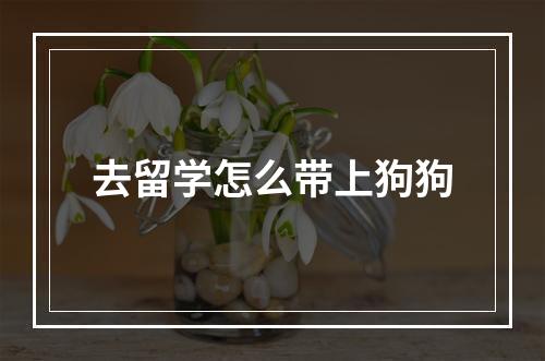 去留学怎么带上狗狗