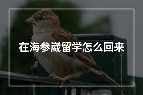 在海参崴留学怎么回来