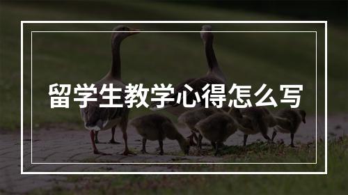 留学生教学心得怎么写