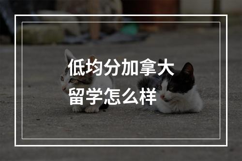 低均分加拿大留学怎么样