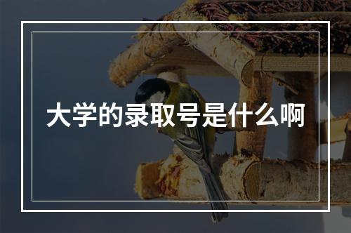 大学的录取号是什么啊