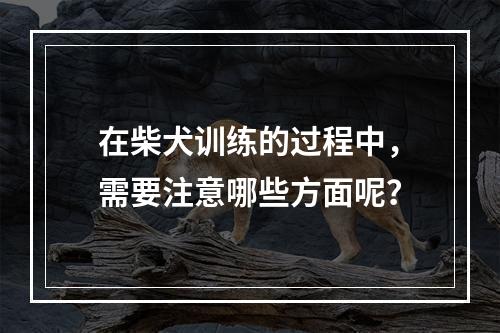 在柴犬训练的过程中，需要注意哪些方面呢？