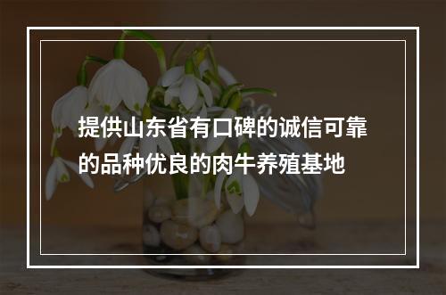 提供山东省有口碑的诚信可靠的品种优良的肉牛养殖基地