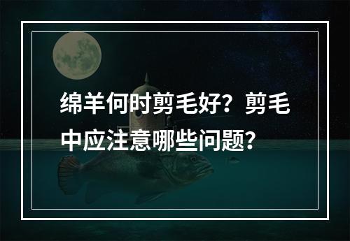 绵羊何时剪毛好？剪毛中应注意哪些问题？