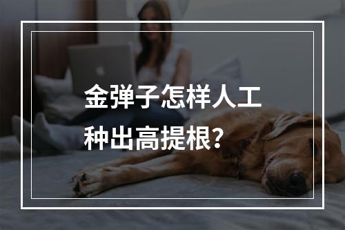 金弹子怎样人工种出高提根？