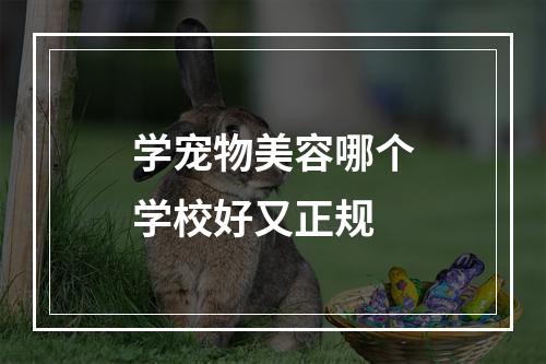 学宠物美容哪个学校好又正规