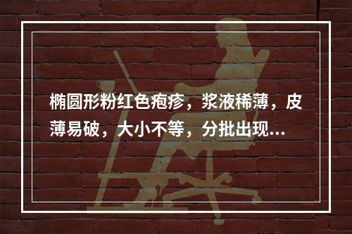 椭圆形粉红色疱疹，浆液稀薄，皮薄易破，大小不等，分批出现者是