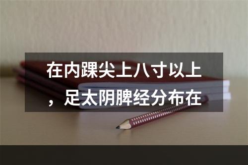 在内踝尖上八寸以上，足太阴脾经分布在