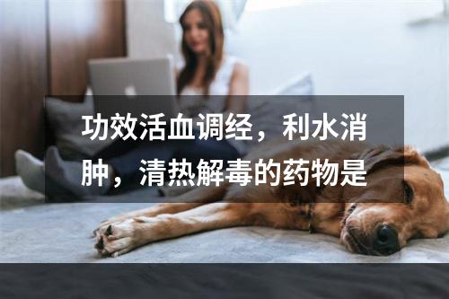 功效活血调经，利水消肿，清热解毒的药物是