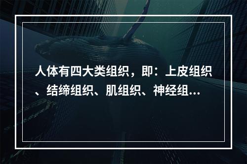 人体有四大类组织，即：上皮组织、结缔组织、肌组织、神经组织。