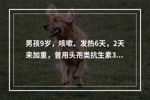 男孩9岁，咳嗽、发热6天，2天来加重，曾用头孢类抗生素3天无