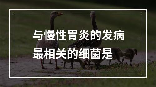 与慢性胃炎的发病最相关的细菌是