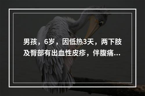 男孩，6岁，因低热3天，两下肢及臀部有出血性皮疹，伴腹痛，便