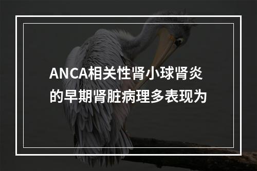 ANCA相关性肾小球肾炎的早期肾脏病理多表现为