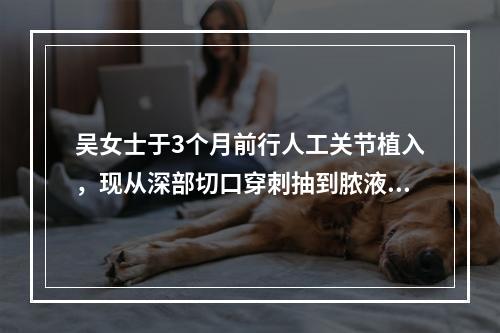 吴女士于3个月前行人工关节植入，现从深部切口穿刺抽到脓液，伴