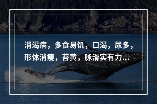 消渴病，多食易饥，口渴，尿多，形体消瘦，苔黄，脉滑实有力。宜