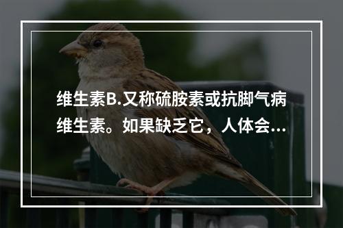 维生素B.又称硫胺素或抗脚气病维生素。如果缺乏它，人体会产生