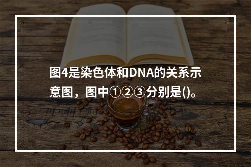 图4是染色体和DNA的关系示意图，图中①②③分别是()。