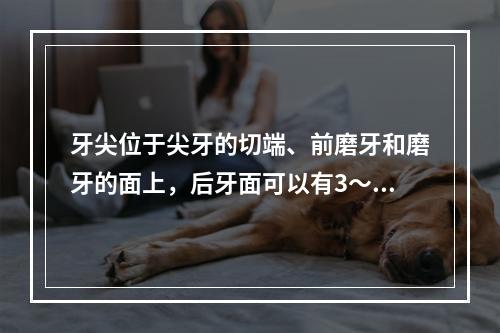 牙尖位于尖牙的切端、前磨牙和磨牙的面上，后牙面可以有3～5