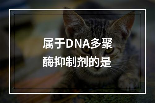 属于DNA多聚酶抑制剂的是