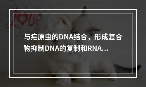 与疟原虫的DNA结合，形成复合物抑制DNA的复制和RNA的转