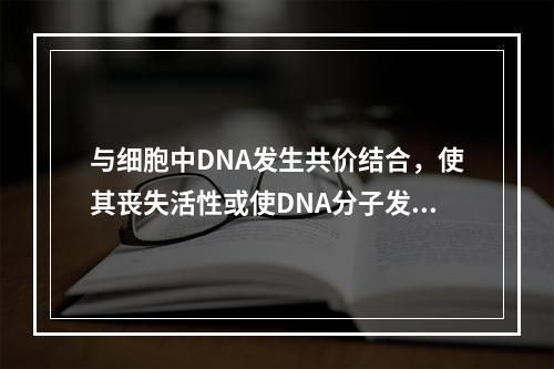 与细胞中DNA发生共价结合，使其丧失活性或使DNA分子发生断