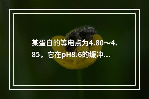 某蛋白的等电点为4.80～4.85，它在pH8.6的缓冲液中