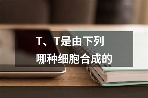 T、T是由下列哪种细胞合成的