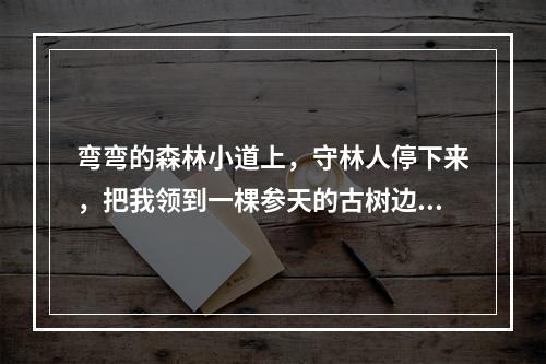 弯弯的森林小道上，守林人停下来，把我领到一棵参天的古树边，