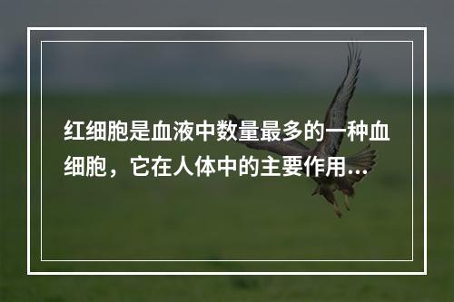 红细胞是血液中数量最多的一种血细胞，它在人体中的主要作用是