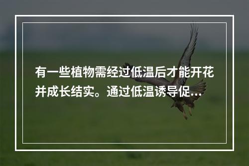 有一些植物需经过低温后才能开花并成长结实。通过低温诱导促使