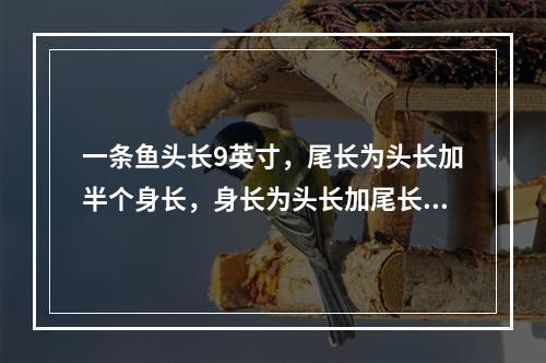 一条鱼头长9英寸，尾长为头长加半个身长，身长为头长加尾长，