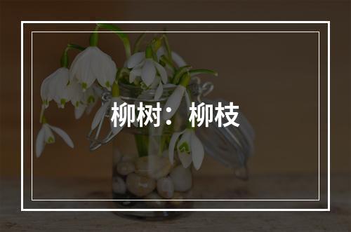 柳树：柳枝