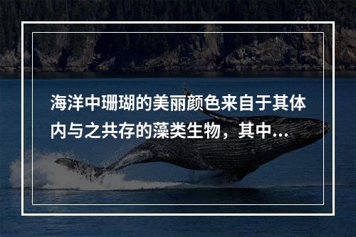 海洋中珊瑚的美丽颜色来自于其体内与之共存的藻类生物，其中虫