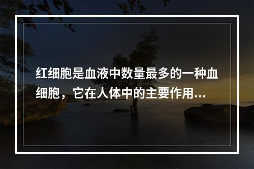 红细胞是血液中数量最多的一种血细胞，它在人体中的主要作用是