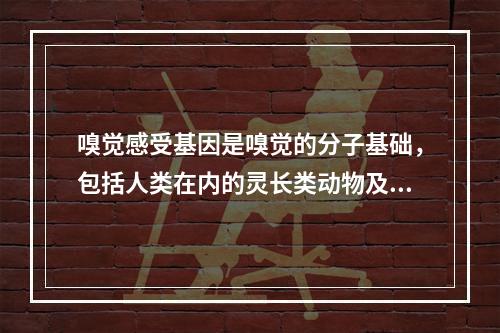 嗅觉感受基因是嗅觉的分子基础，包括人类在内的灵长类动物及老