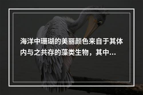 海洋中珊瑚的美丽颜色来自于其体内与之共存的藻类生物，其中虫