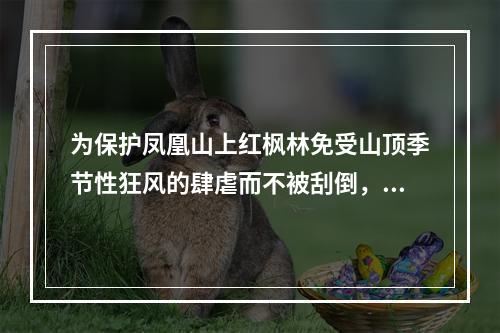 为保护凤凰山上红枫林免受山顶季节性狂风的肆虐而不被刮倒，凤