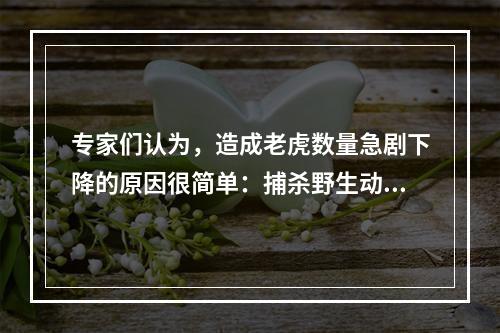 专家们认为，造成老虎数量急剧下降的原因很简单：捕杀野生动物