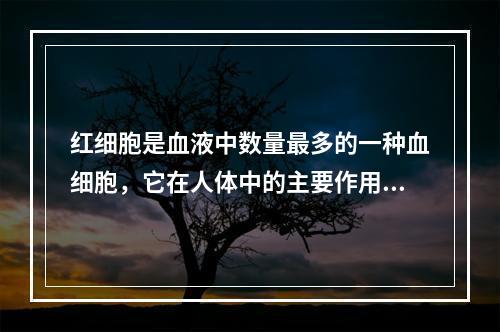 红细胞是血液中数量最多的一种血细胞，它在人体中的主要作用是