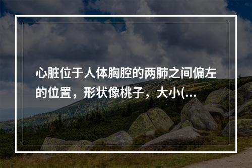 心脏位于人体胸腔的两肺之间偏左的位置，形状像桃子，大小()。