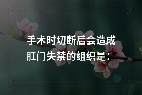 手术时切断后会造成肛门失禁的组织是：