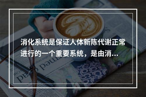 消化系统是保证人体新陈代谢正常进行的一个重要系统，是由消化管